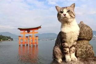 日本 京都 狸猫,探寻古都中的神秘狸猫传说